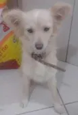 neguinha e lobinha