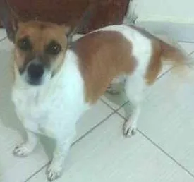 Cachorro raça mistiça idade 2 anos nome neguinha e lobinha
