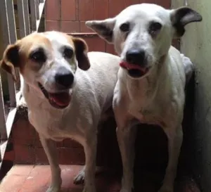 Cachorro raça vira lata idade 6 ou mais anos nome Lika e Megui