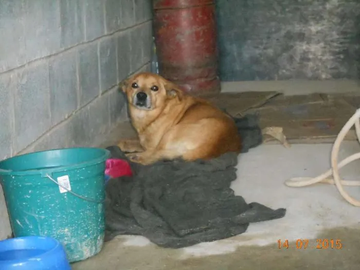 Cachorro ra a vira lata idade 6 ou mais anos nome amarelo
