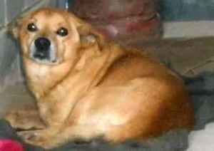 Cachorro raça vira lata idade 6 ou mais anos nome amarelo