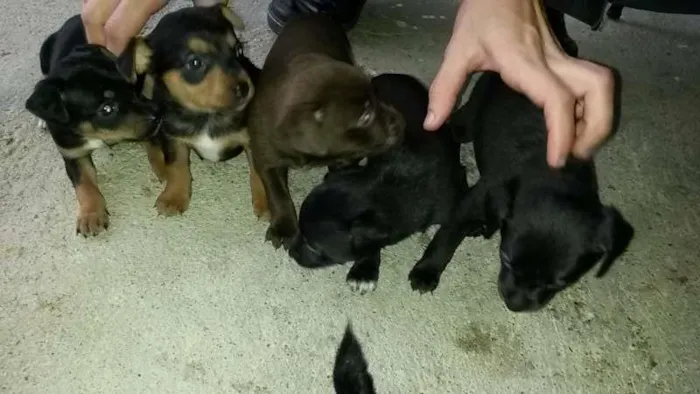 Cachorro ra a vira lata idade Abaixo de 2 meses nome filhotes, ainda nao