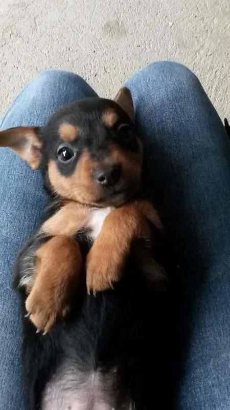 Cachorro ra a vira lata idade Abaixo de 2 meses nome filhotes, ainda nao