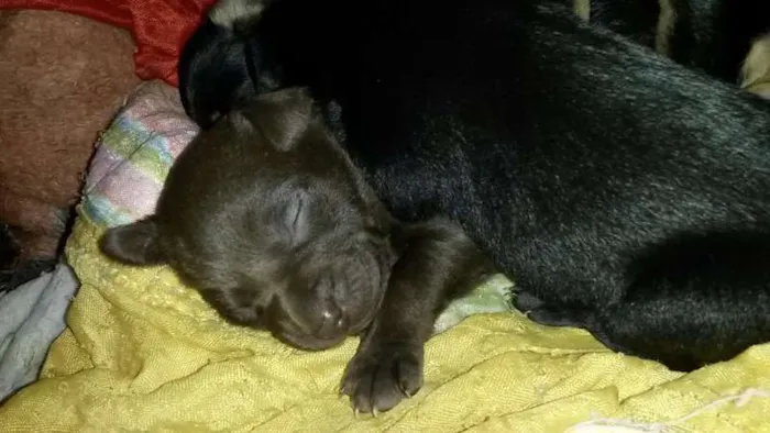 Cachorro ra a vira lata idade Abaixo de 2 meses nome filhotes, ainda nao