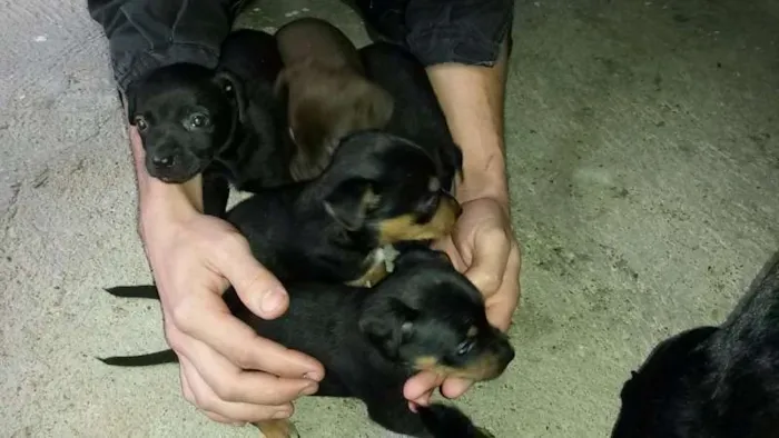 Cachorro ra a vira lata idade Abaixo de 2 meses nome filhotes, ainda nao