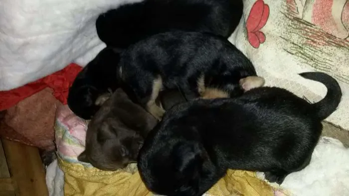 Cachorro ra a vira lata idade Abaixo de 2 meses nome filhotes, ainda nao