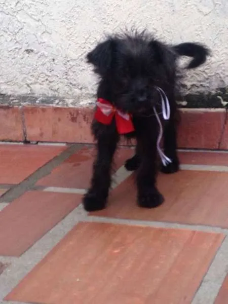 Cachorro ra a SRD idade 2 a 6 meses nome MENINA