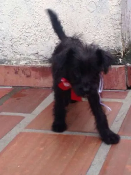 Cachorro ra a SRD idade 2 a 6 meses nome MENINA