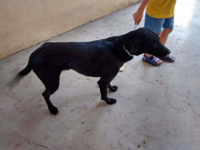 Cachorro ra a SRD idade 3 anos nome Samuel