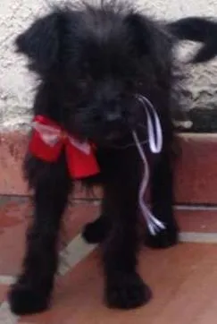 Cachorro raça SRD idade 2 a 6 meses nome MENINA