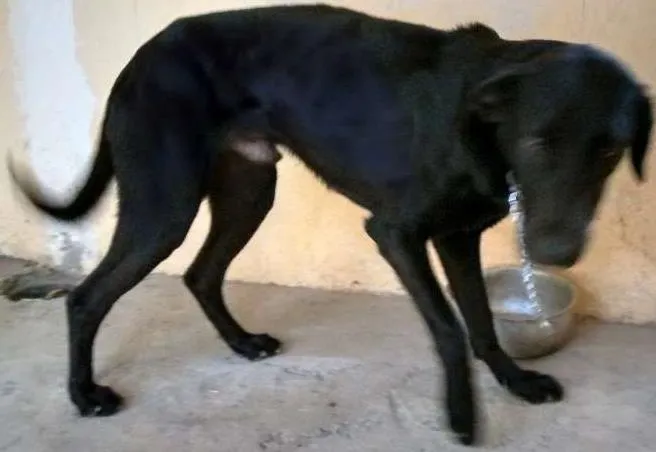 Cachorro ra a SRD idade 3 anos nome Samuel