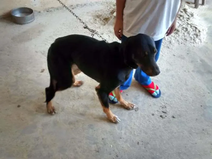 Cachorro ra a SRD idade 3 anos nome Spike