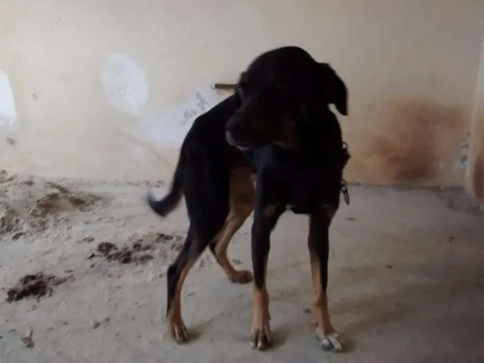 Cachorro ra a SRD idade 3 anos nome Spike