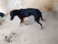 Spike