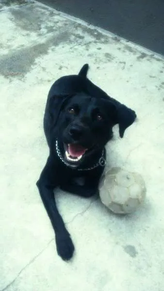 Cachorro ra a srd idade 1 ano nome shaike