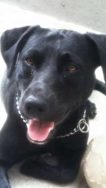 Cachorro ra a srd idade 1 ano nome shaike