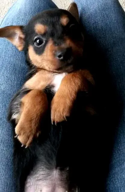 Cachorro ra a vira lata idade Abaixo de 2 meses nome filhotes, ainda nao