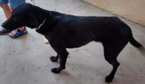 Cachorro raça SRD idade 3 anos nome Samuel
