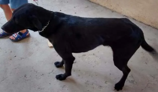 Cachorro ra a SRD idade 3 anos nome Samuel