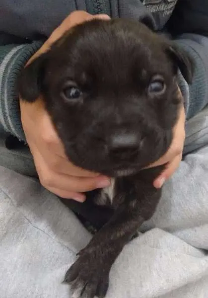 Cachorro ra a Vira Lata idade Abaixo de 2 meses nome Sem nome
