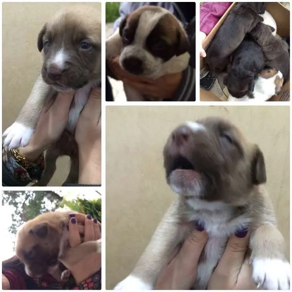 Cachorro ra a Vira Lata idade Abaixo de 2 meses nome Sem nome