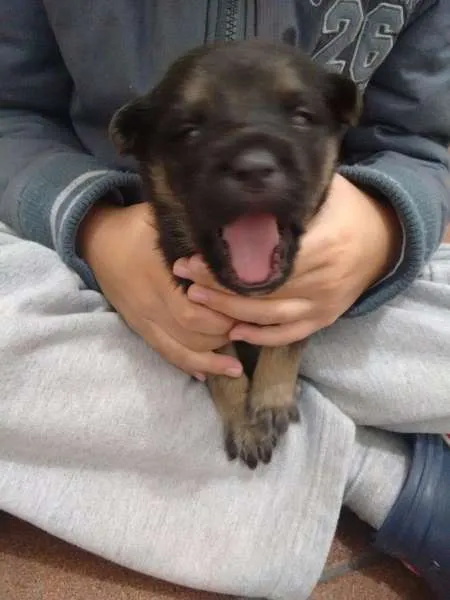 Cachorro ra a Vira Lata idade Abaixo de 2 meses nome Sem nome
