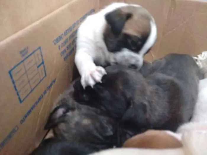 Cachorro ra a Vira Lata idade Abaixo de 2 meses nome Sem nome