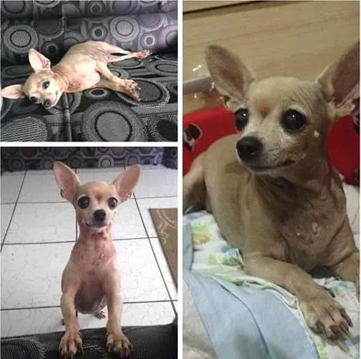 Cachorro ra a Pinsher idade 6 ou mais anos nome Charlotte