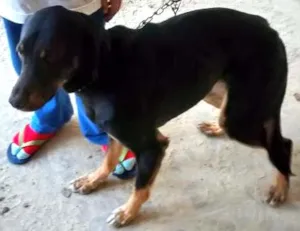 Cachorro raça SRD idade 3 anos nome Spike