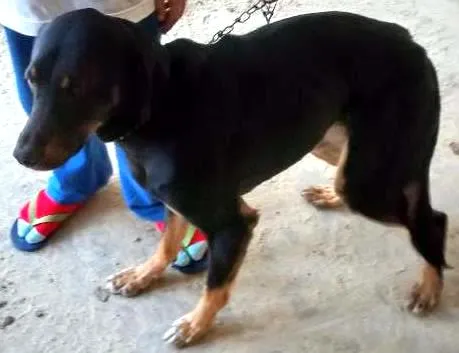 Cachorro ra a SRD idade 3 anos nome Spike