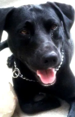 Cachorro raça srd idade 1 ano nome shaike