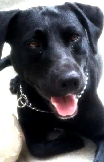 Cachorro ra a srd idade 1 ano nome shaike