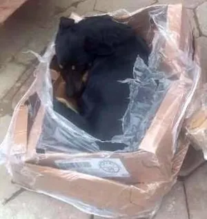 Cachorro raça vira lata idade  nome sem nome