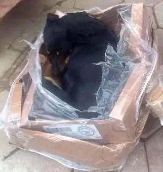 Cachorro ra a vira lata idade  nome sem nome