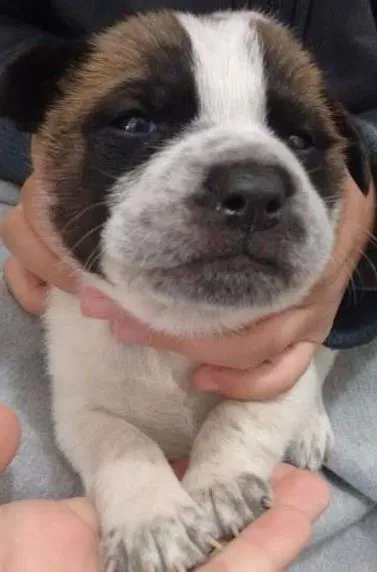 Cachorro ra a Vira Lata idade Abaixo de 2 meses nome Sem nome