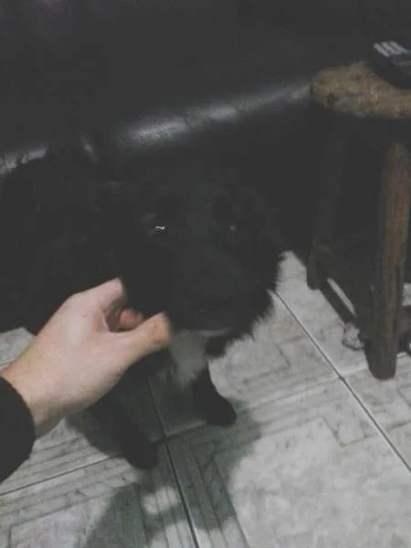 Cachorro ra a vira lata  idade 7 a 11 meses nome Cometa 