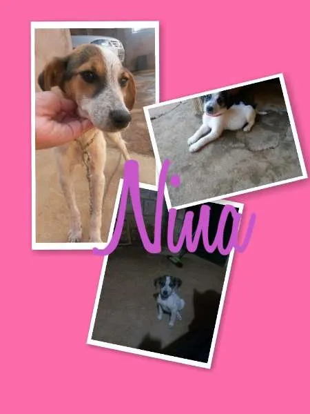 Cachorro raça SRD idade 7 a 11 meses nome Dandara