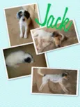 jack
