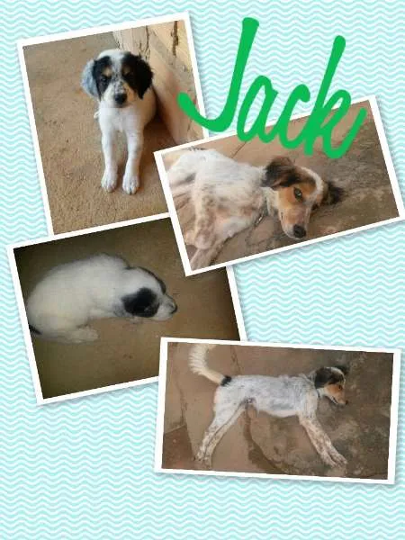 Cachorro raça SRD idade 7 a 11 meses nome jack