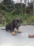 bidú