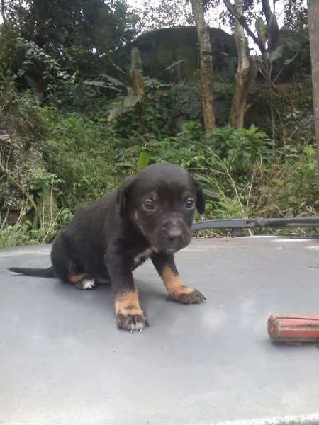 Cachorro ra a misturado com vira e raça idade 2 a 6 meses nome bidú