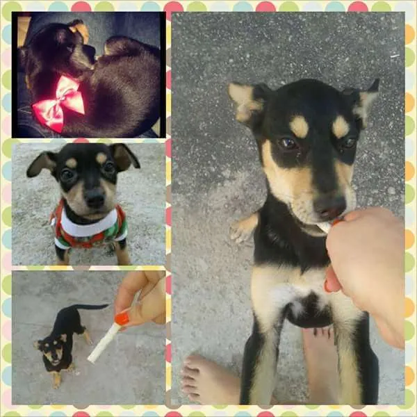 Cachorro ra a Mestiça idade 2 anos nome Anitta