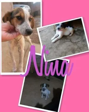 Cachorro raça SRD idade 7 a 11 meses nome Dandara