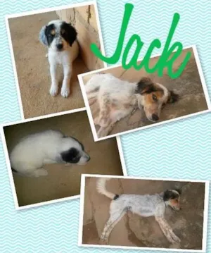 Cachorro raça SRD idade 7 a 11 meses nome jack