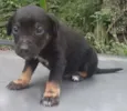 bidú