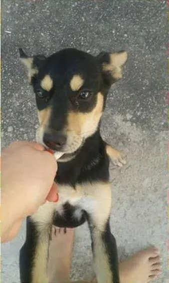 Cachorro ra a Mestiça idade 2 anos nome Anitta