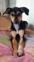Cachorro ra a SRD idade 2 a 6 meses nome Lala