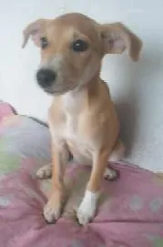 Cachorro ra a SRD idade 2 a 6 meses nome Lola