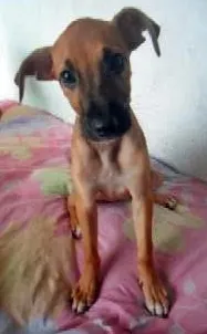 Cachorro raça SRD idade 2 a 6 meses nome Lesse