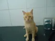 Apolo